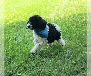 Poodle (Standard) Puppy for sale in VIRGINIA BEACH, VA, USA