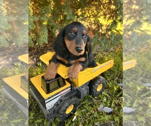 Dachshund Puppy for sale in MIDDLEBURY, IN, USA