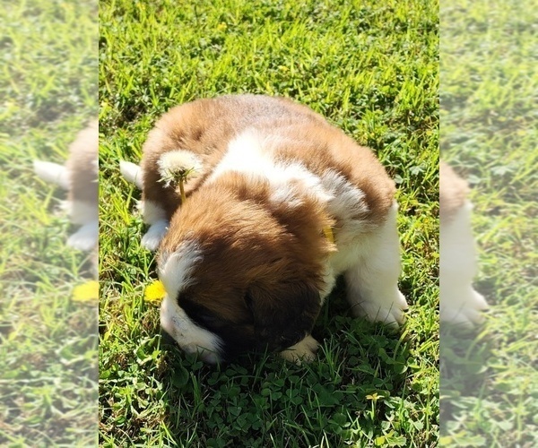 Medium Photo #38 Saint Bernard Puppy For Sale in TURLOCK, CA, USA