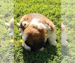Small Photo #38 Saint Bernard Puppy For Sale in TURLOCK, CA, USA