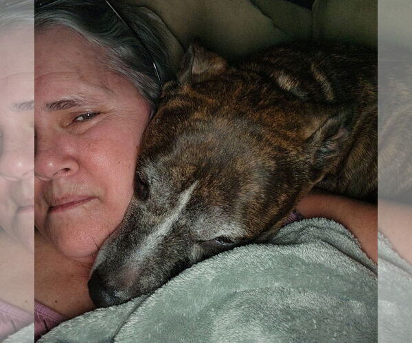 Medium Photo #7 Mutt Puppy For Sale in Oakhurst, NJ, USA