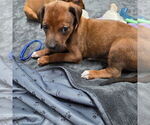 Small Photo #5 Rhodesian Ridgeback Puppy For Sale in YOUNGWOOD, PA, USA