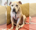 Small #3 American Staffordshire Terrier Mix