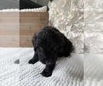 Small #11 Bernedoodle