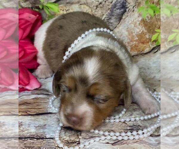 Medium Photo #3 Dachshund Puppy For Sale in FOYIL, OK, USA