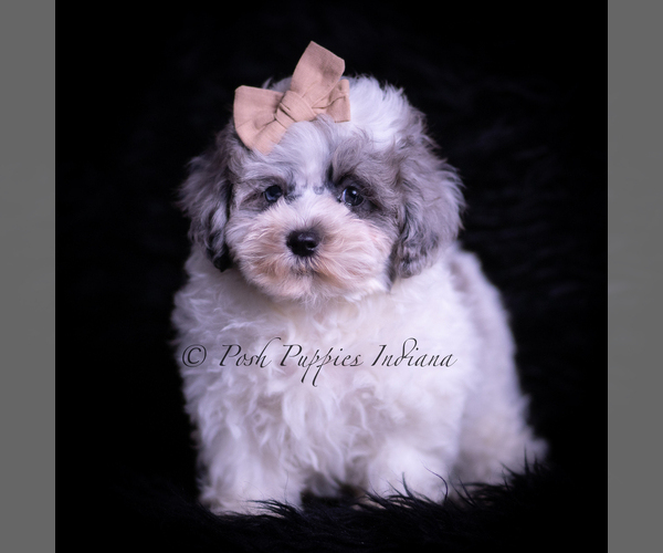 Medium Photo #4 Maltipoo (Toy) Puppy For Sale in WARSAW, IN, USA