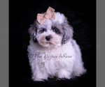 Small #3 Maltipoo (Toy)