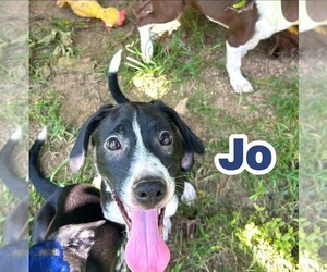 Raggle Dogs for adoption in Southbury, CT, USA