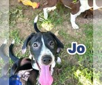 Jo ~ meet me! - Male Raggle Dog for Adoption - Small photo