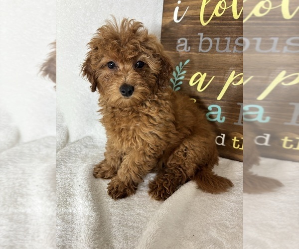 Medium Photo #3 Goldendoodle (Miniature) Puppy For Sale in GREENFIELD, IN, USA