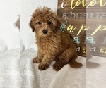 Small #2 Goldendoodle (Miniature)