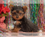 Small Photo #8 Yorkshire Terrier Puppy For Sale in SAFFORD, AZ, USA