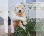 Puppy Puppy 2 Goldendoodle