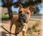 Small Photo #2 Boxer-Unknown Mix Puppy For Sale in Martinez, CA, USA