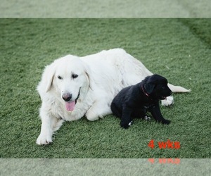 Mother of the Australian Retriever puppies born on 06/07/2025