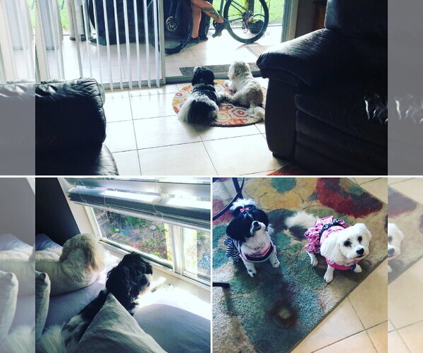 Medium Photo #1 Maltese Puppy For Sale in Miami, FL, USA