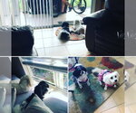 COURTESY POST: Mia & Milu (Bonded Pair) - Female Maltese Dog for Adoption - Small photo