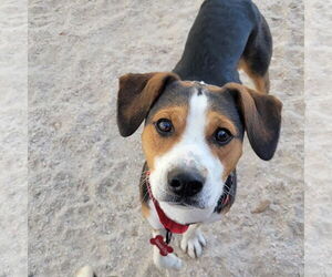 Beagle-Unknown Mix Dogs for adoption in Las Vegas, NV, USA