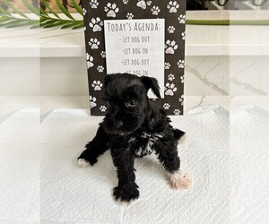 Schnauzer (Miniature) Puppy for sale in MIAMI, FL, USA