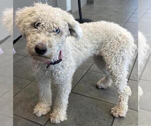 Poodle (Standard)-Unknown Mix Dogs for adoption in San Antonio, TX, USA
