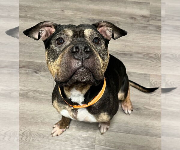 Medium Photo #4 American Staffordshire Terrier Puppy For Sale in Lawrenceville, NJ, USA