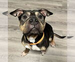 Small #3 American Staffordshire Terrier