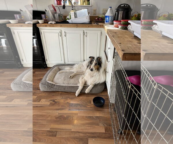 Medium Photo #3 Collie Puppy For Sale in Pueblo West, CO, USA