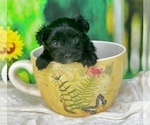 Small #5 YorkiePoo