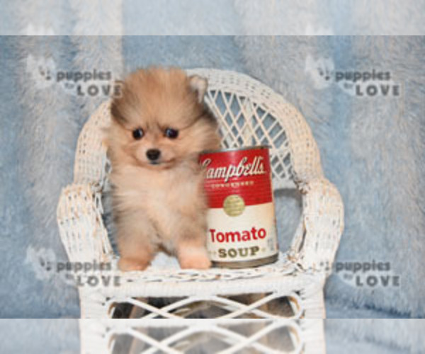 Medium Photo #9 Pomeranian Puppy For Sale in SANGER, TX, USA