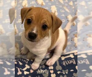 Chiweenie Dogs for adoption in Los Angeles, CA, USA