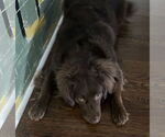Small #3 Australian Shepherd-Chocolate Labrador retriever Mix