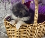 Small Photo #16 Pomeranian Puppy For Sale in HARRISVILLE, MI, USA