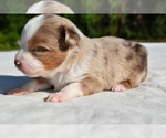 Small #7 Miniature Australian Shepherd