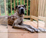 Small #2 Great Dane