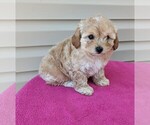 Puppy 2 Poodle (Miniature)-Shorkie Tzu Mix