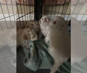 Maltipoo Litter for sale in RUSSELLVILLE, AL, USA
