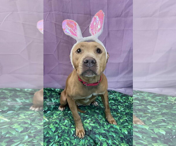 Medium Photo #2 Mutt Puppy For Sale in Clarkesville, GA, USA