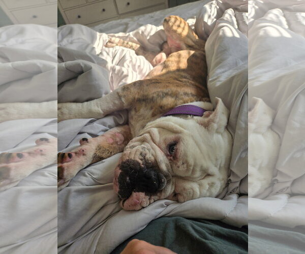 Medium Photo #8 Bulldog Puppy For Sale in St. Louis Park, MN, USA