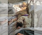 Small #7 Bulldog