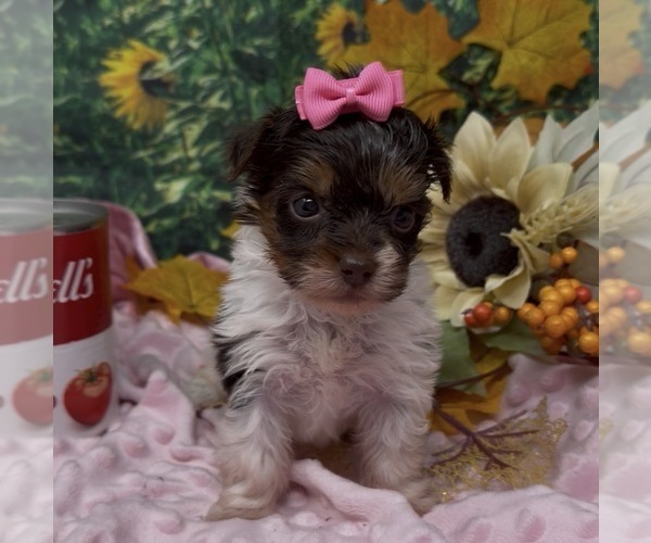 Medium Photo #5 Shorkie Tzu Puppy For Sale in SELLERSBURG, IN, USA