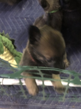 Medium Photo #13 Belgian Malinois-Dutch Shepherd Dog Mix Puppy For Sale in BRIGHTON, TN, USA