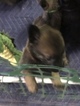 Small Photo #13 Belgian Malinois-Dutch Shepherd Dog Mix Puppy For Sale in BRIGHTON, TN, USA