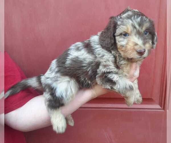 Medium Photo #3 Aussiedoodle Puppy For Sale in COTTAGEVILLE, SC, USA