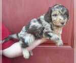 Small Photo #3 Aussiedoodle Puppy For Sale in COTTAGEVILLE, SC, USA