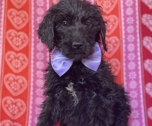 Goldendoodle Puppy for sale in LANCASTER, PA, USA