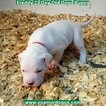 Small Photo #81 Dogo Argentino Puppy For Sale in PINEVILLE, MO, USA