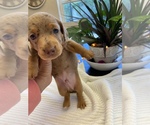 Small Photo #6 Dachshund Puppy For Sale in OCALA, FL, USA