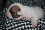 Small Photo #2 French Bulldog Puppy For Sale in GAINESVILLE, GA, USA