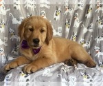 Small Photo #3 Golden Retriever Puppy For Sale in LAKELAND, FL, USA