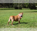 Small Photo #10 Mutt Puppy For Sale in  Gainesville, FL, USA